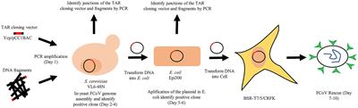 Development of a rapid reverse genetics system for feline coronavirus based on TAR cloning in yeast